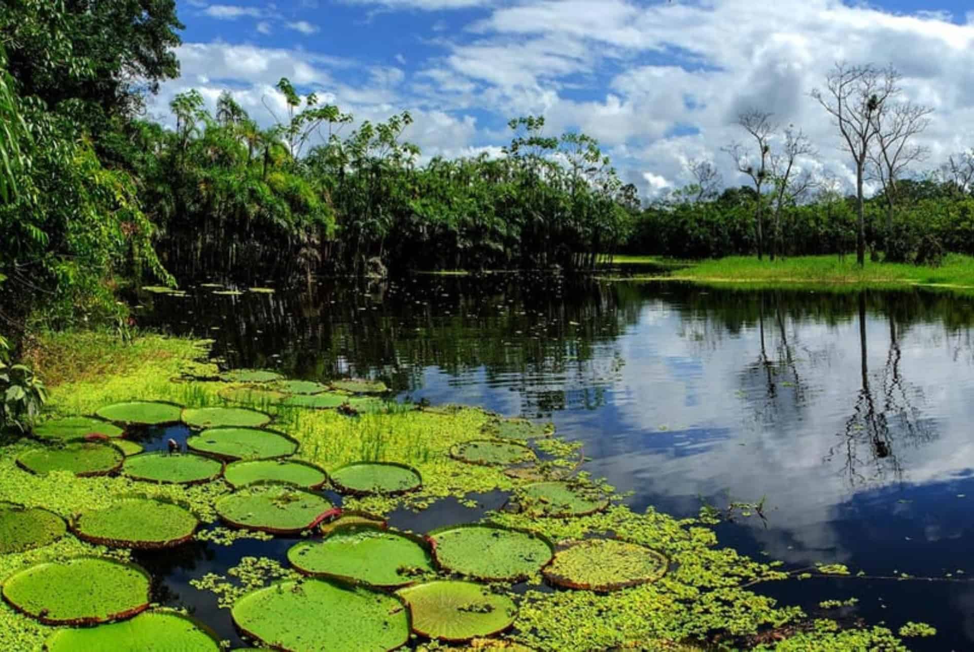 croisiere iquitos jungle amazonienne