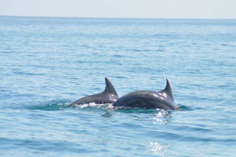 Croisière d'observation des dauphins