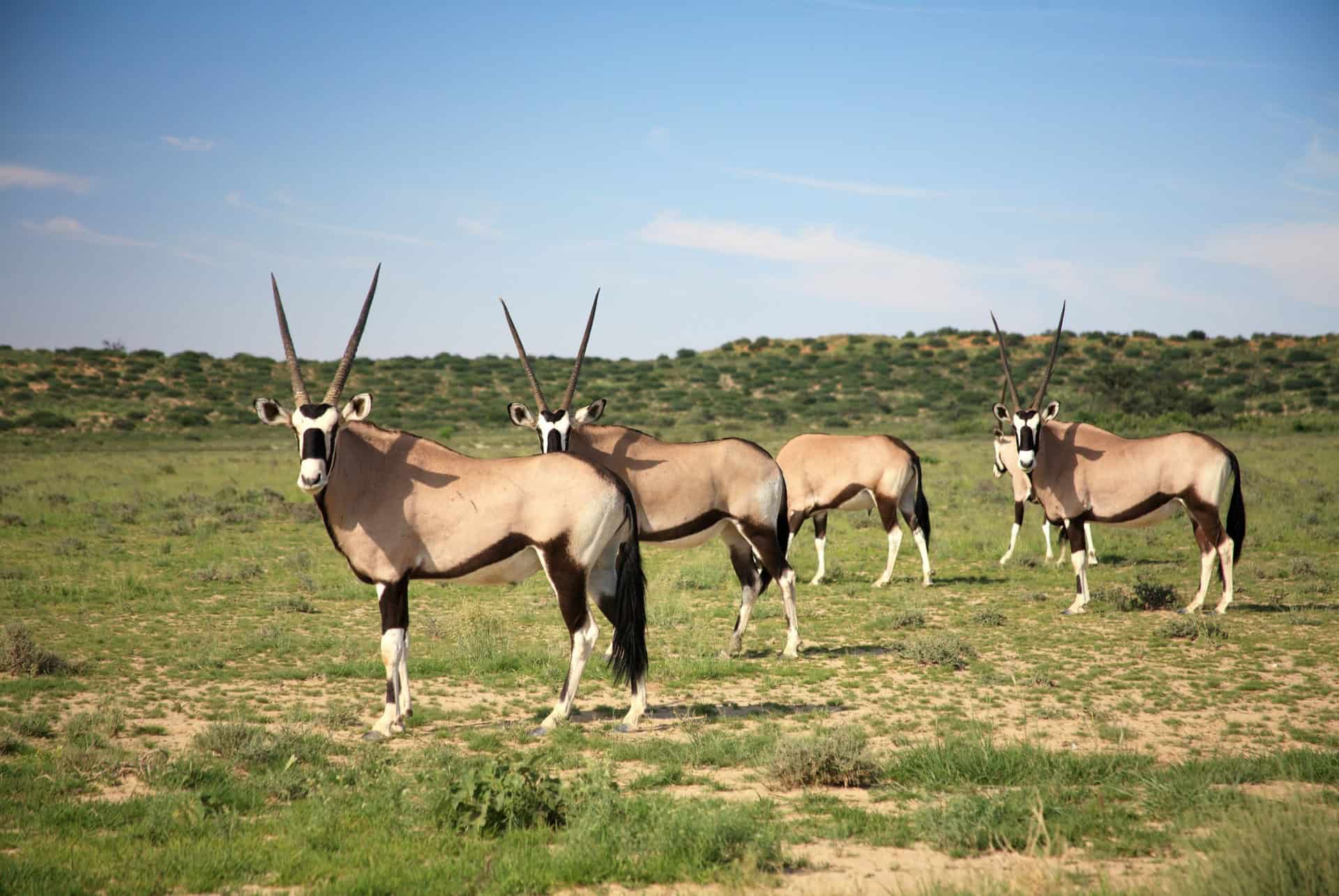 desert du kalahari namibie