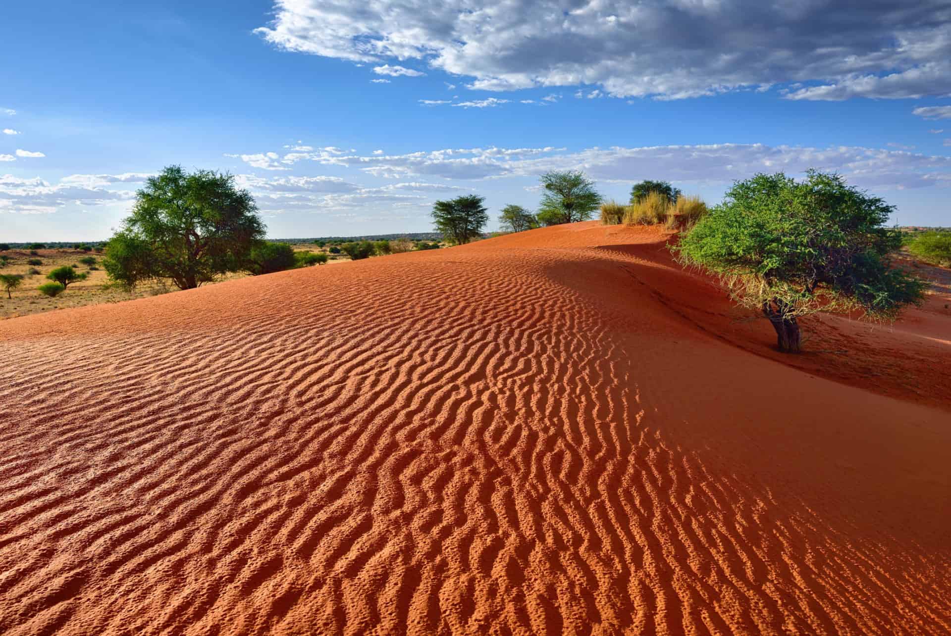 desert du kalahari