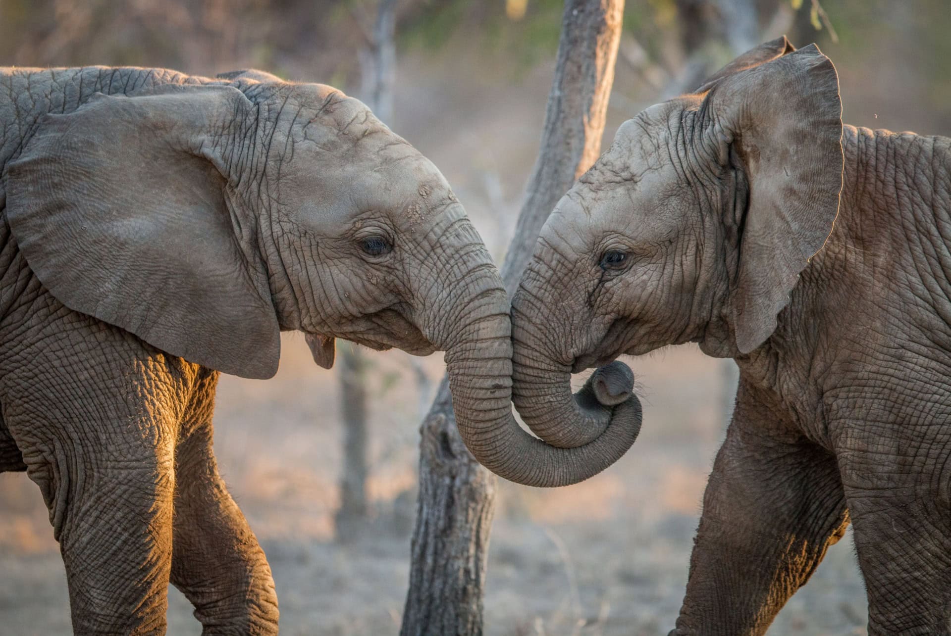 elephants parc kruger