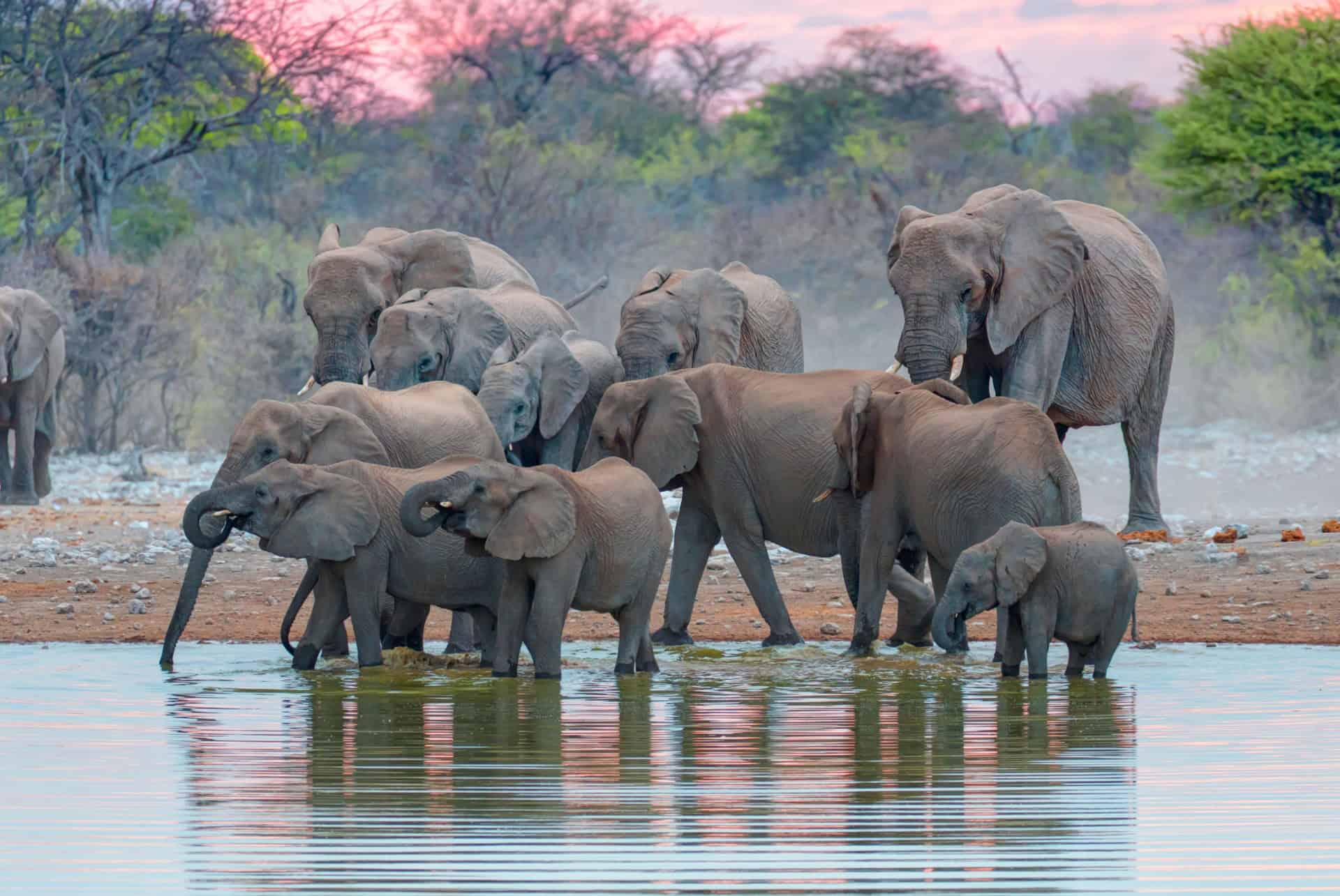 etosha park