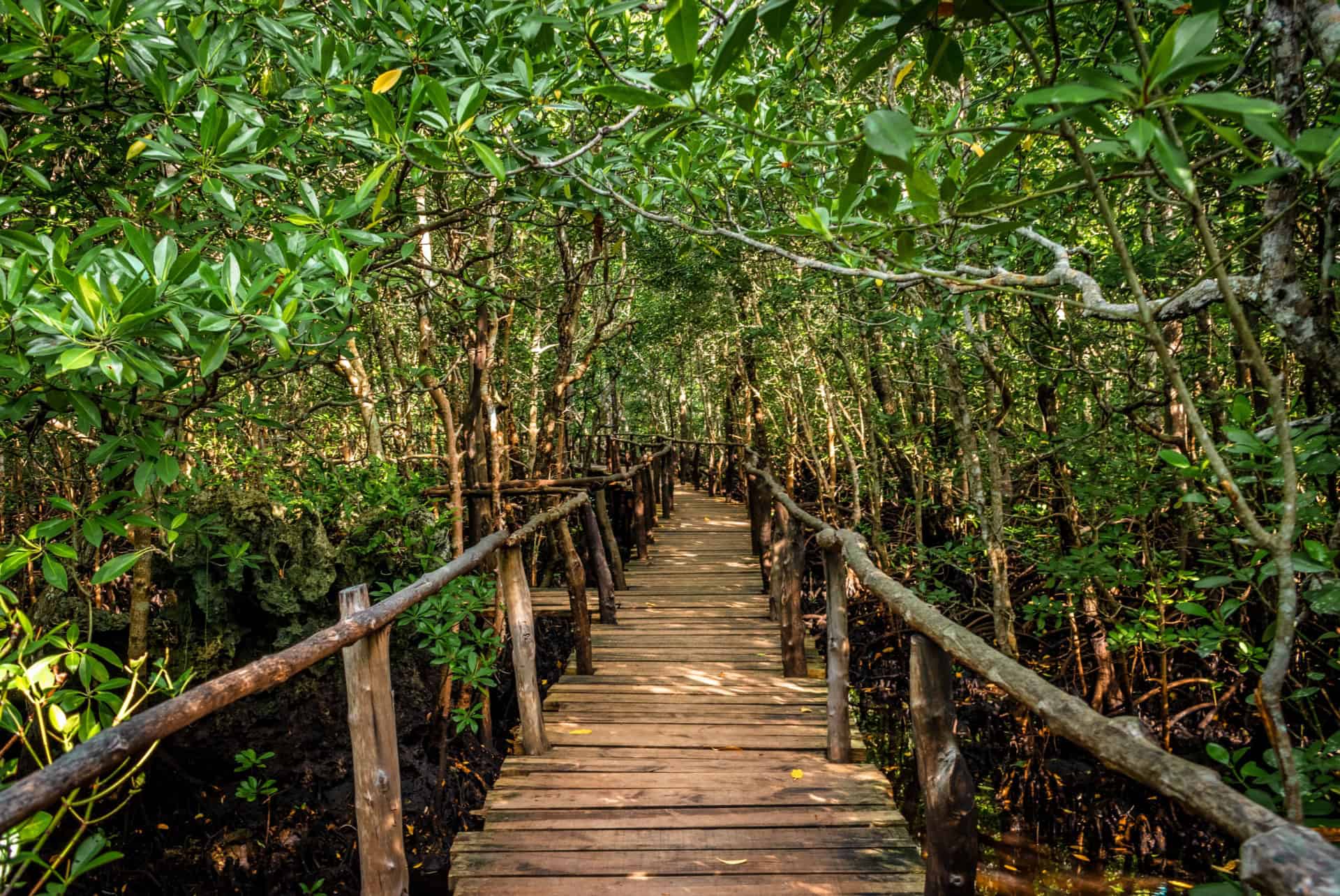 foret de jozani zanzibar en septembre