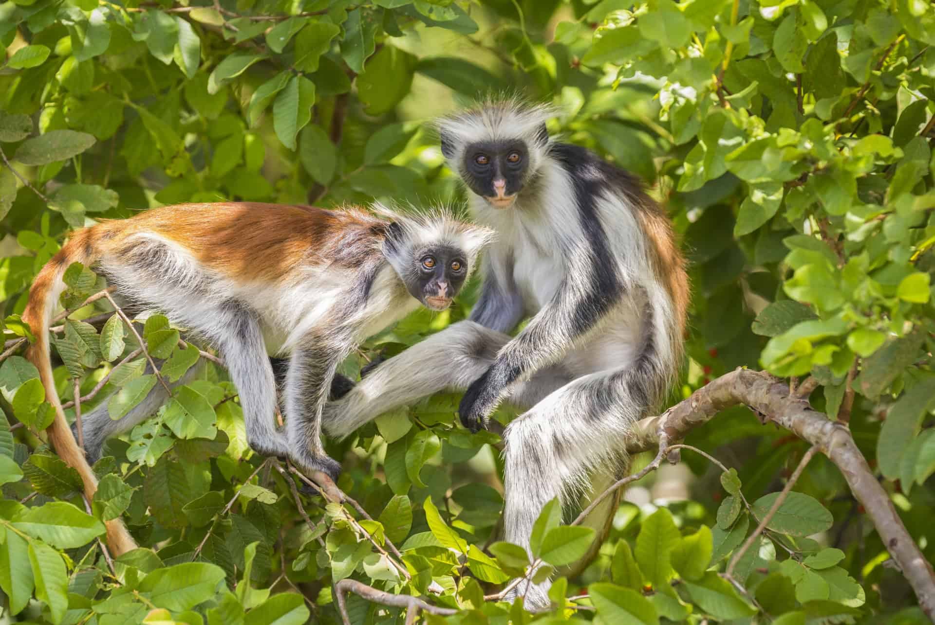 foret de jozani zanzibar