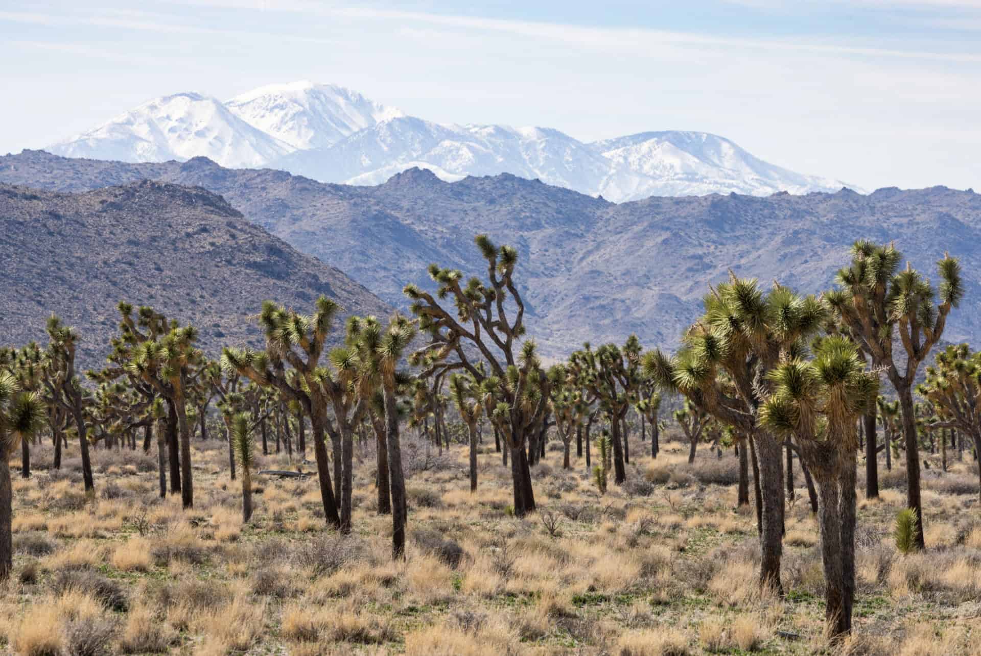 joshua tree road trip ouest americain