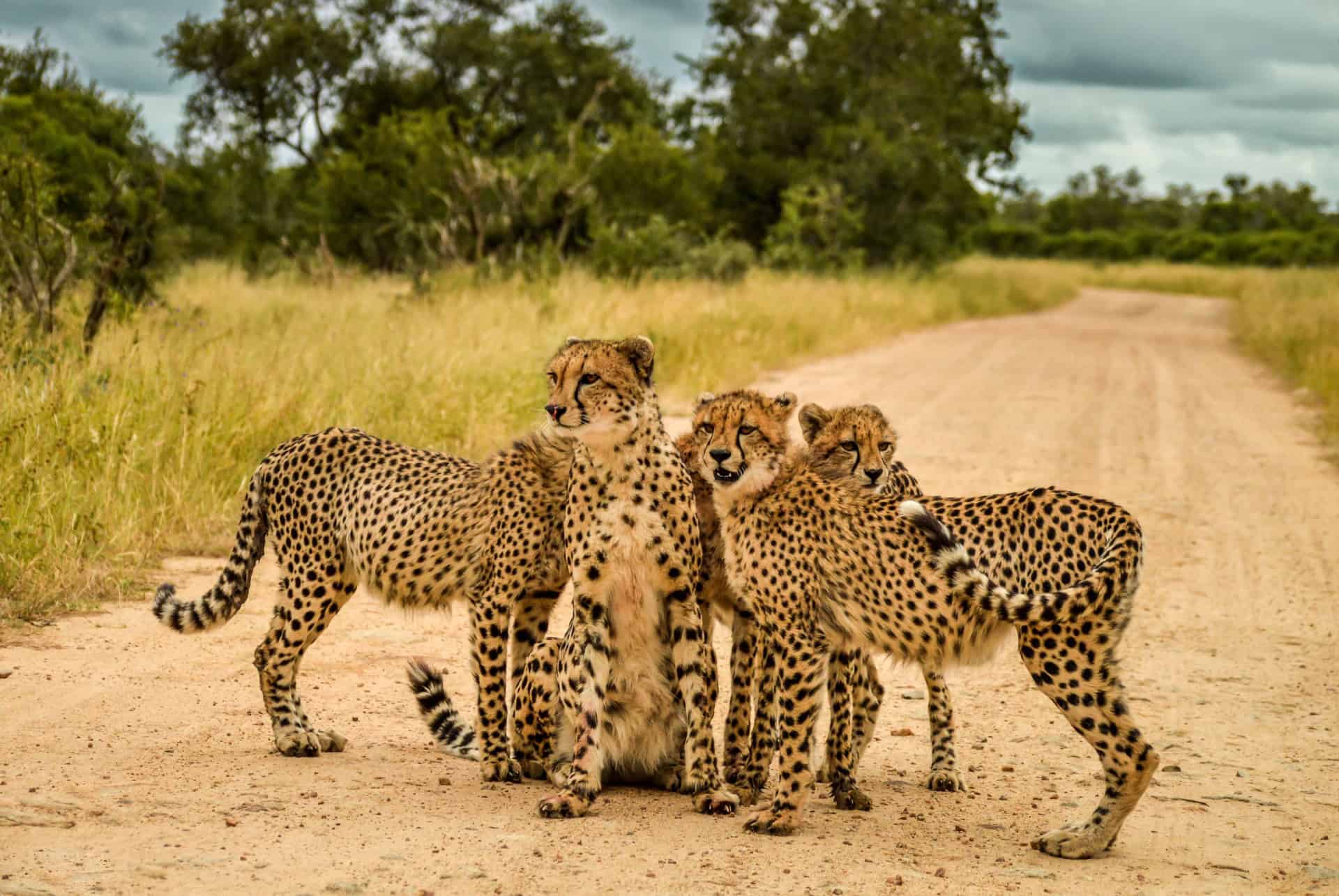 leopards parc kruger