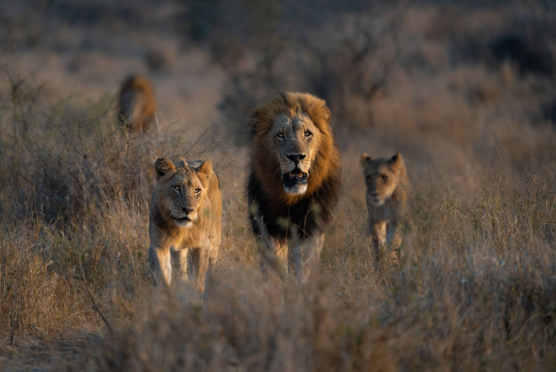 lions parc kruger