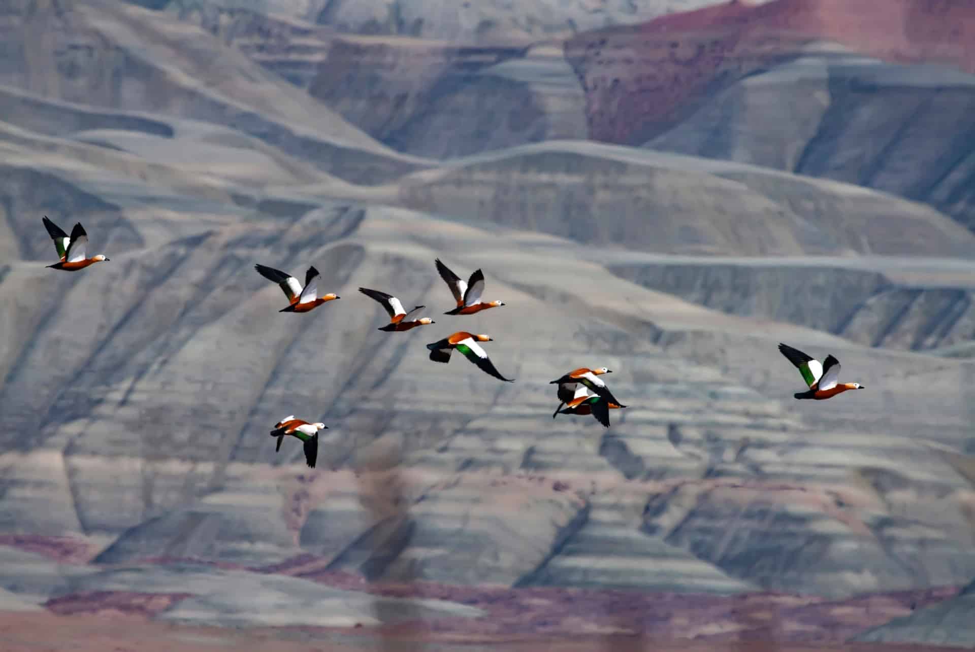 paradis des oiseaux quand partir turquie