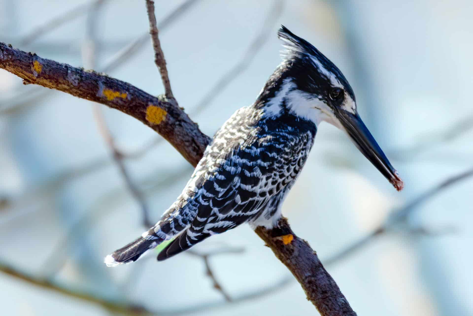 pied kingfisher