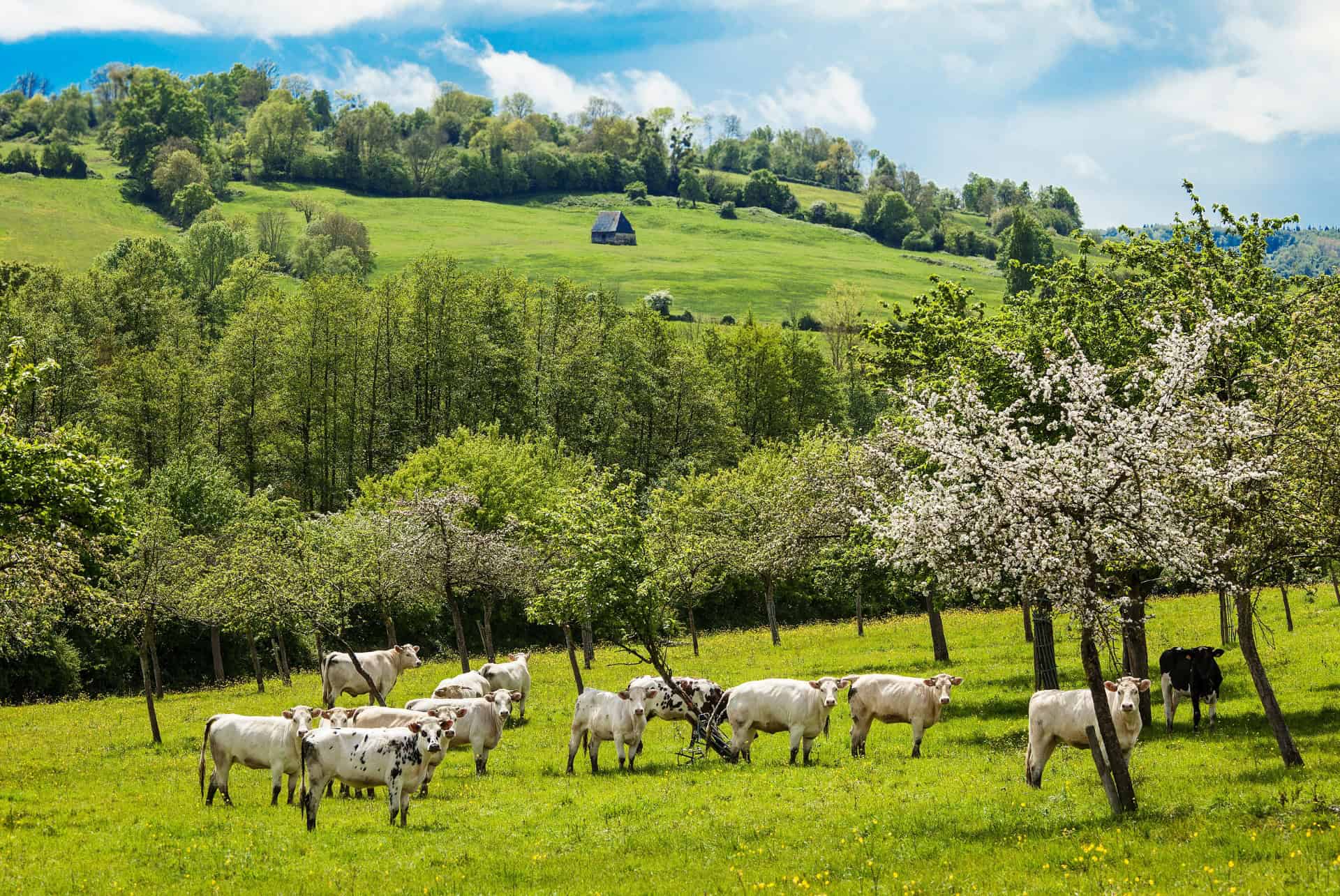 printemps dans les vergers