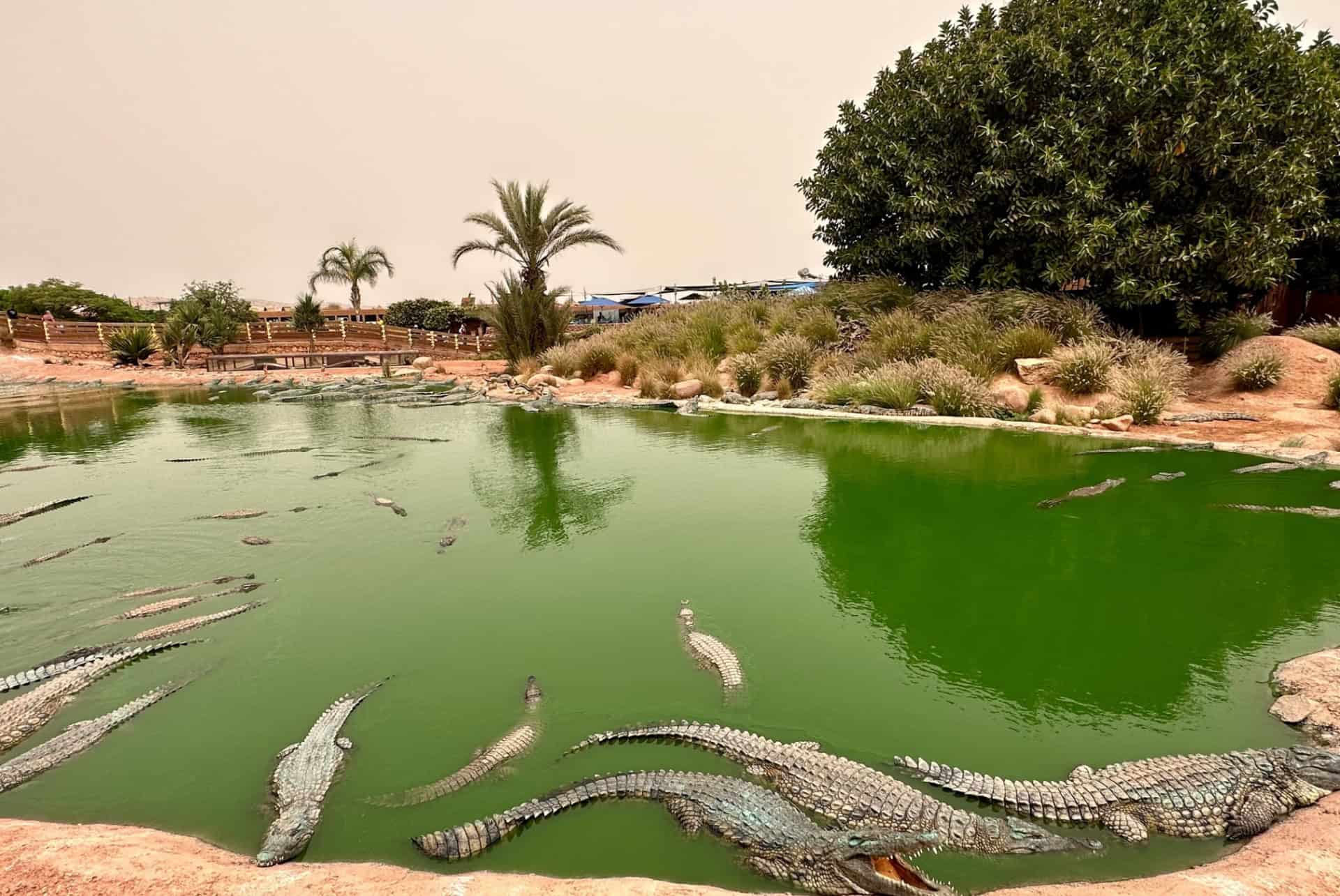 que faire agadir crocoparc