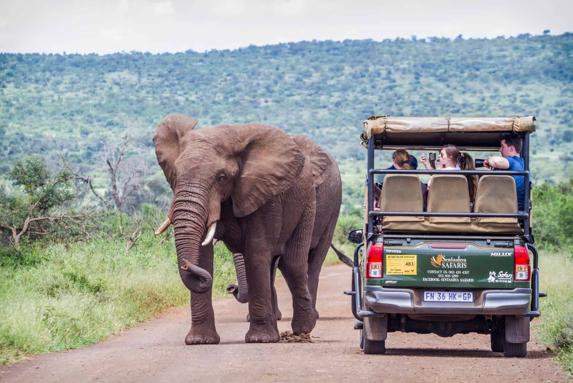 safari afrique sud kruger