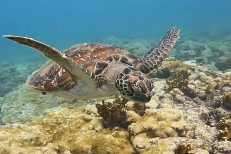 Snorkeling dans la baie de Sal Rei à Boa Vista