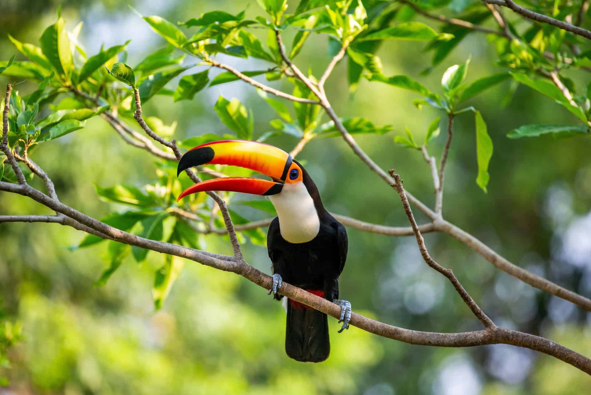 toucan pantanal bresil