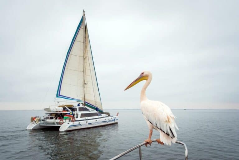 Excursion en catamaran