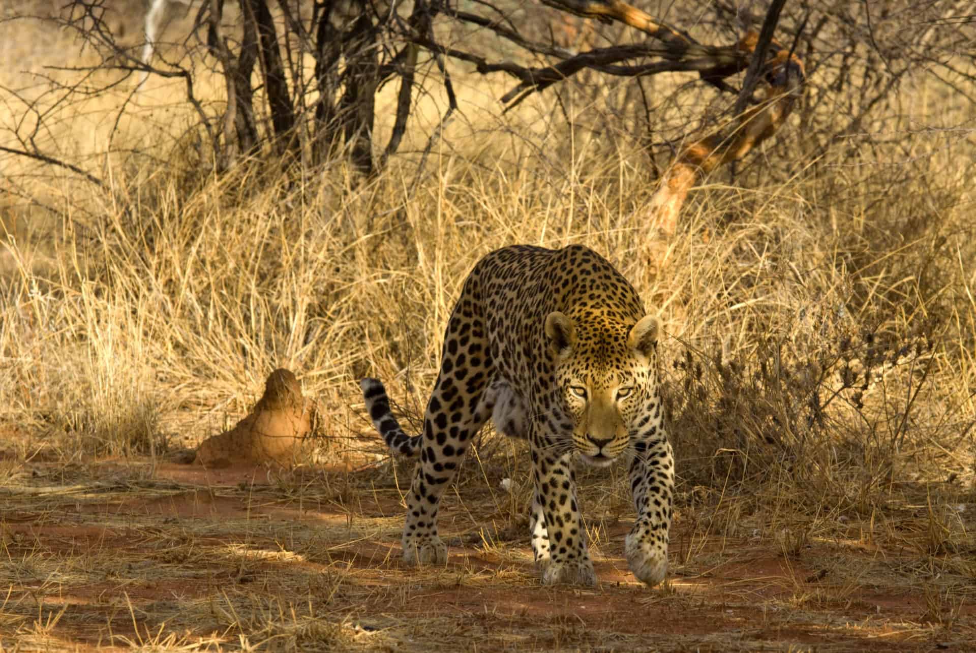 visiter la namibie okonjima