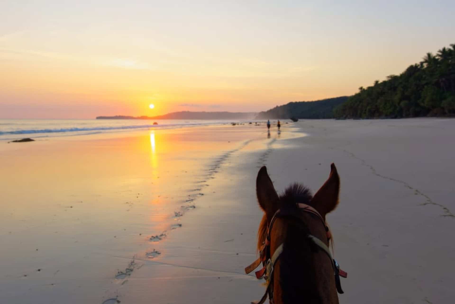 palomino cheval