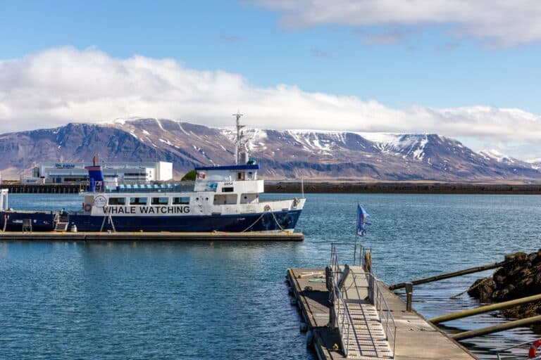 Croisière d'observation des baleines et de la vie marine depuis Reykjavik