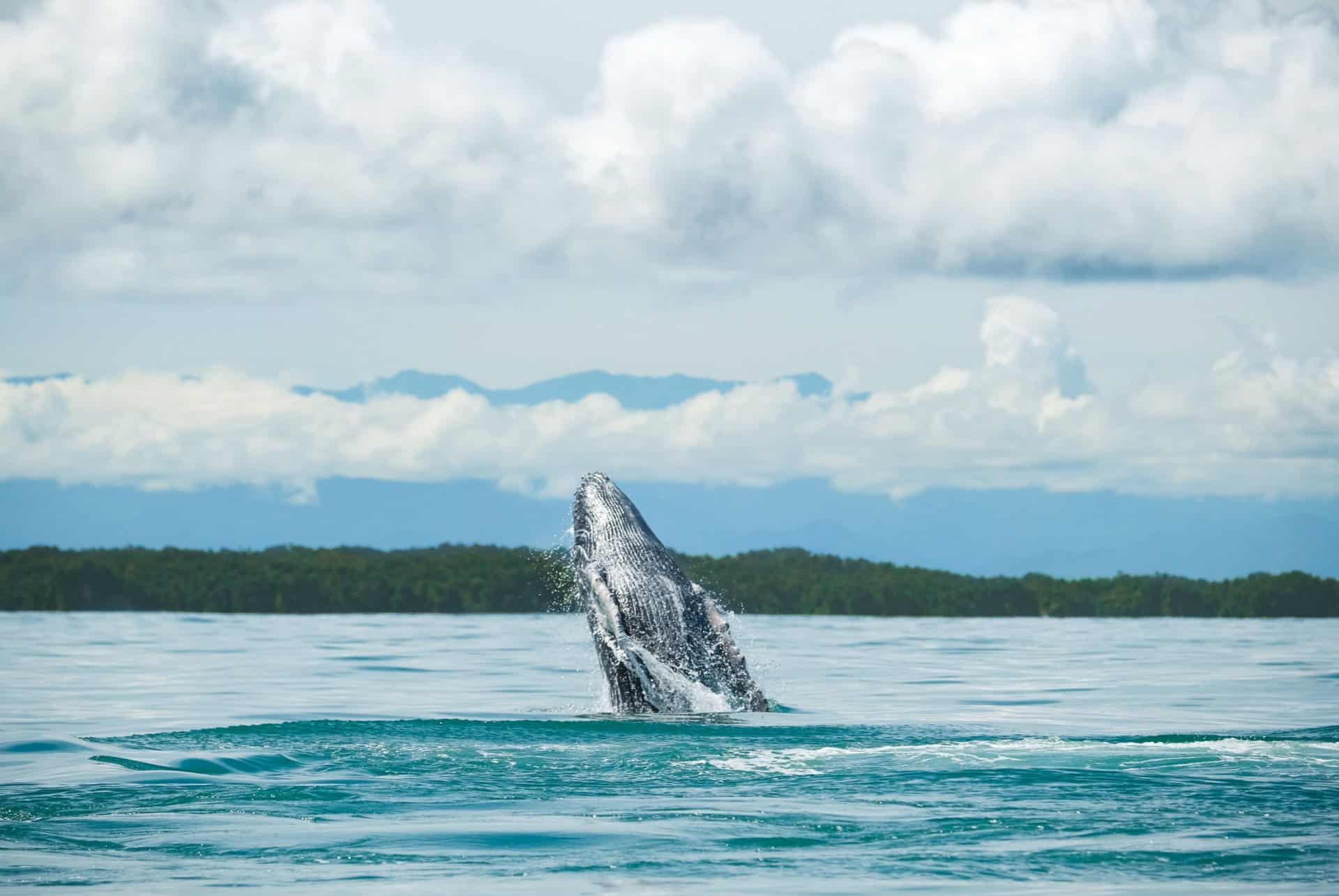 baleine pacifique colombien