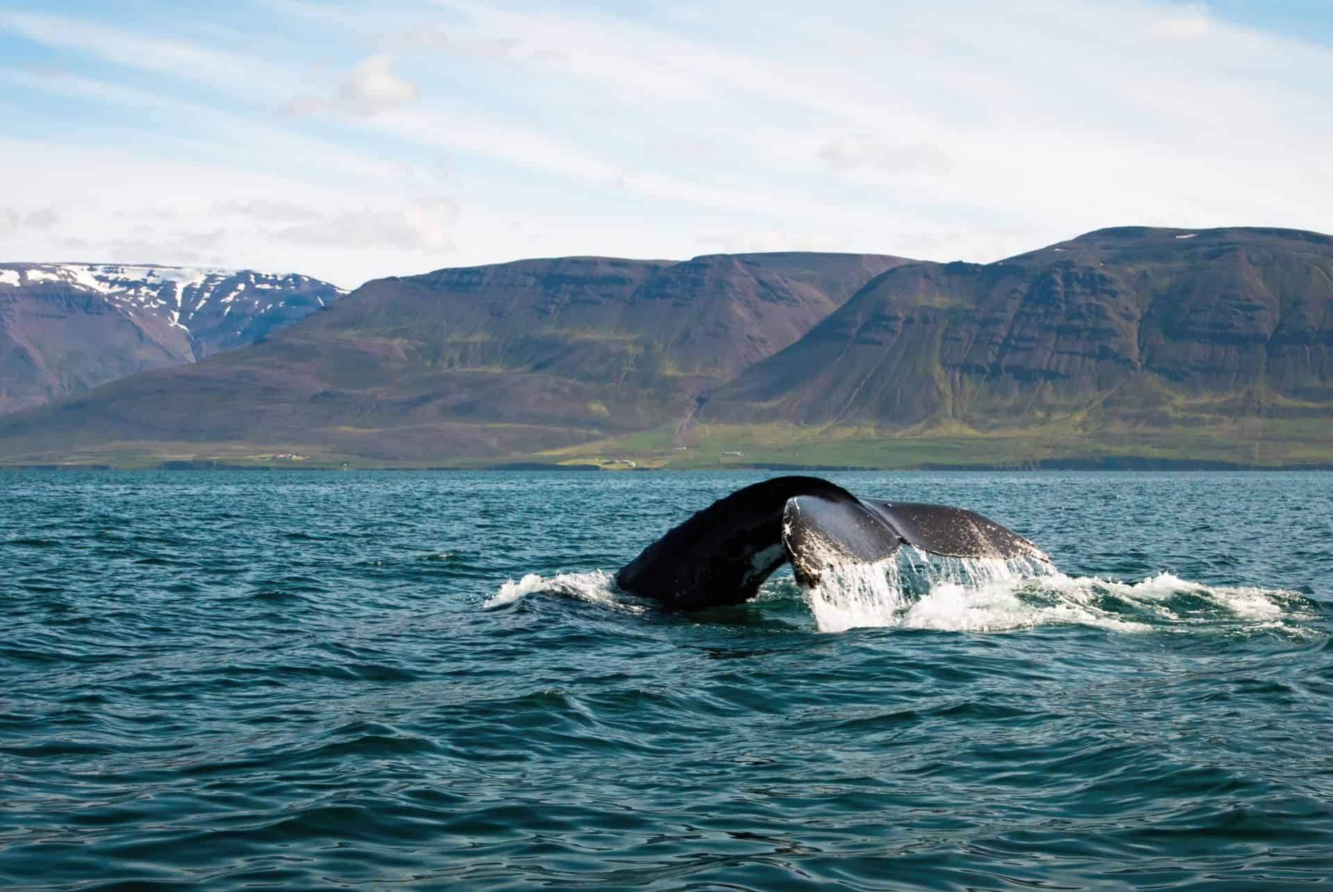 baleines baie