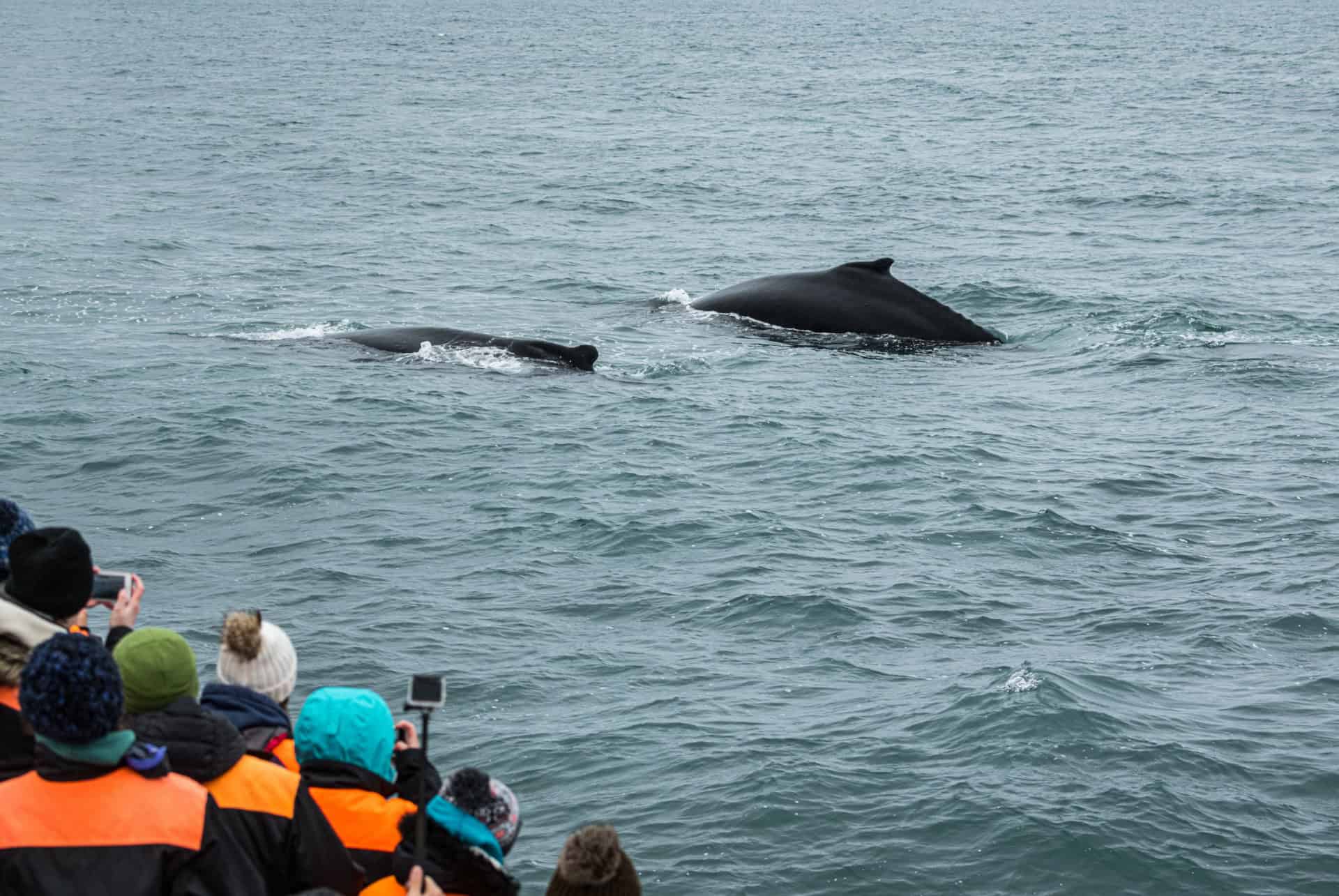 baleines husavik