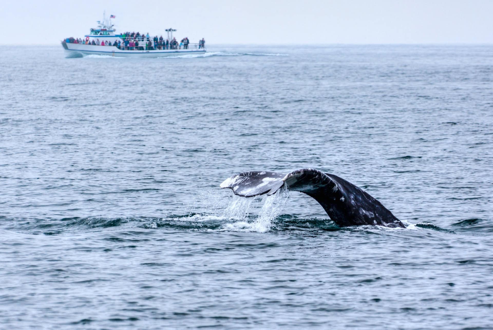 baleines que faire san diego