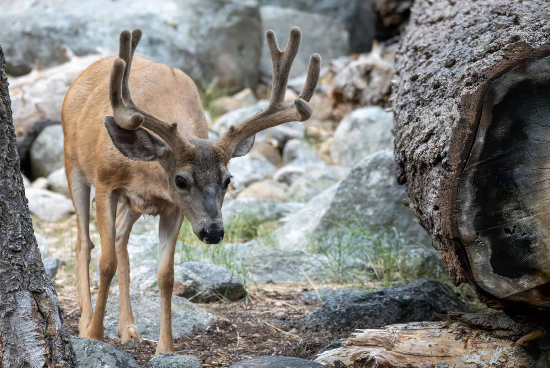 cerf mulet visiter sequoia park