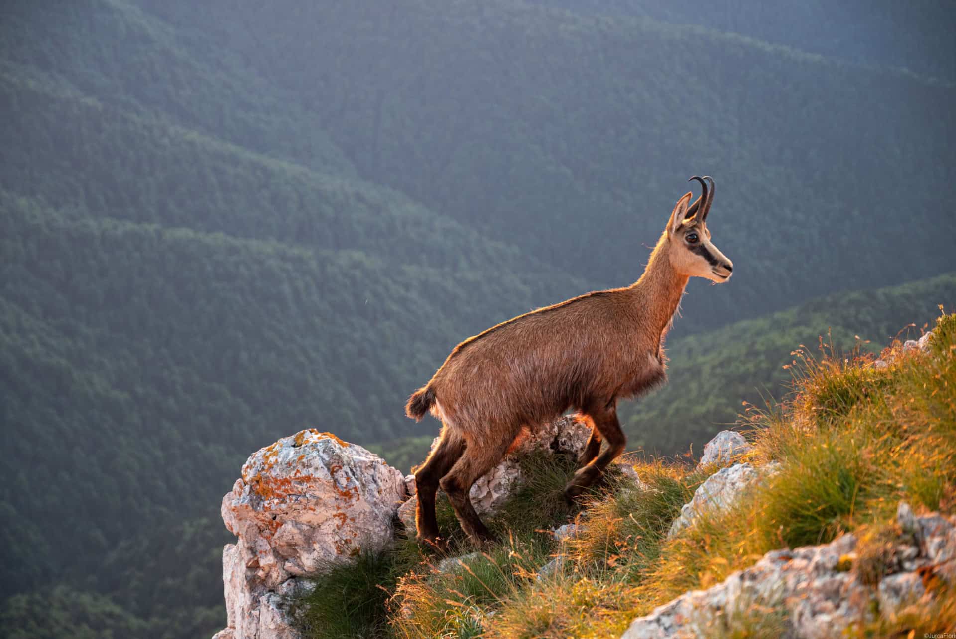 chevre de montagne dans le parc national piatra craiului