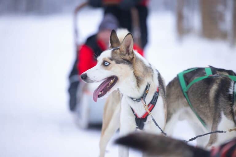 Levi : Visite guidée du cercle polaire avec les huskys