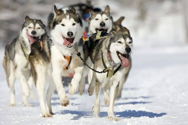 Rovaniemi : afari husky sur un sentier enneigé