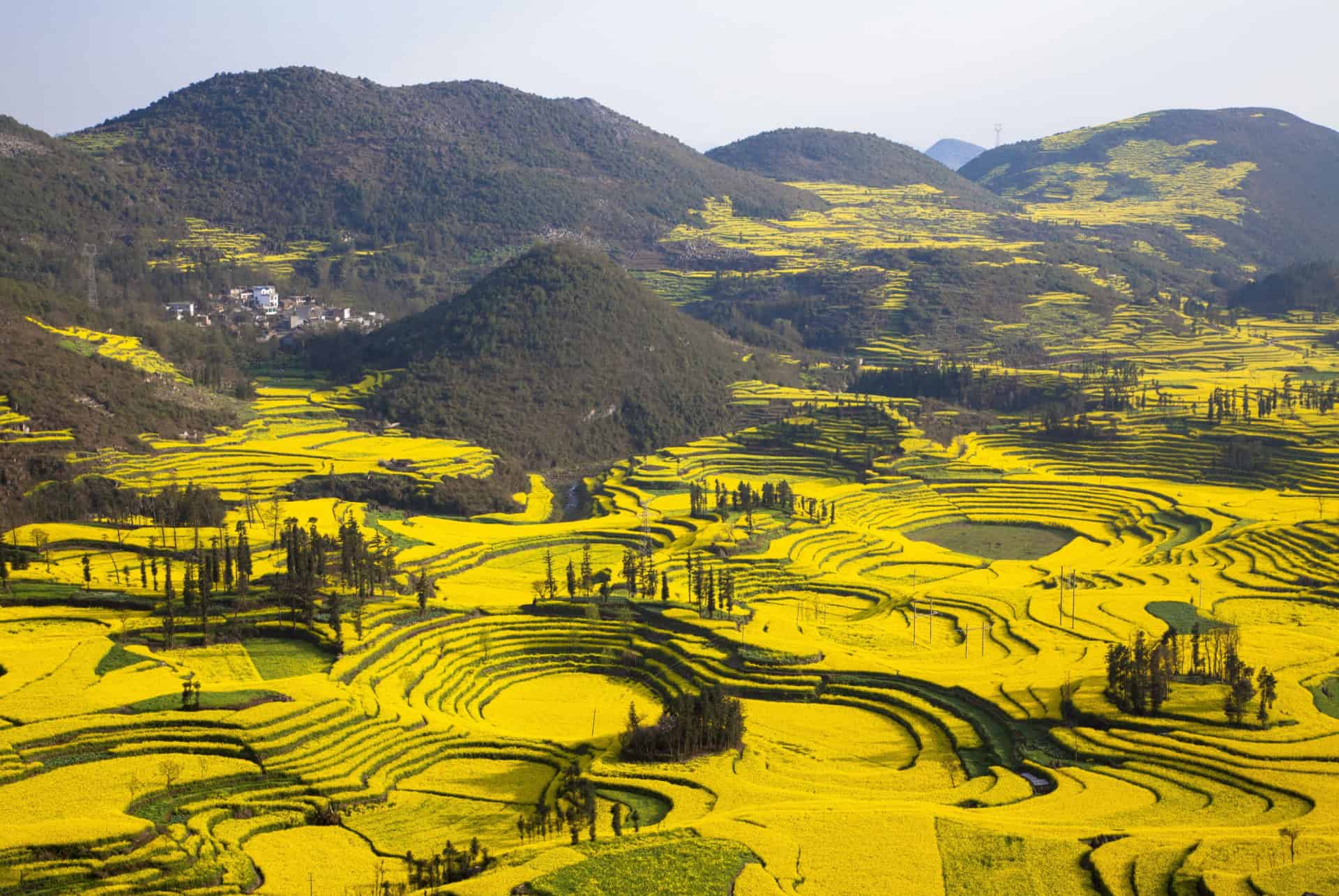 que faire en chine champs de colza