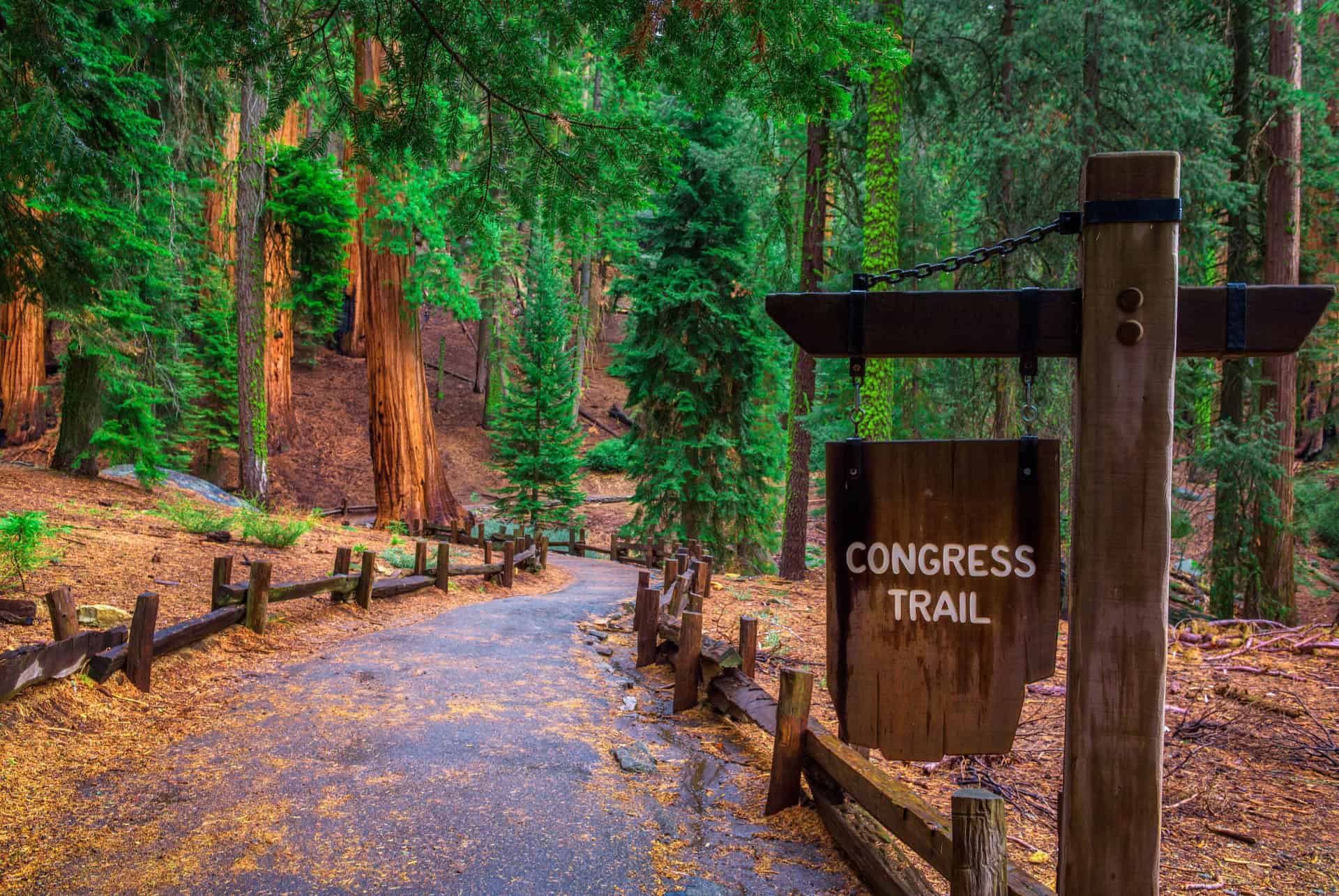 congress trail visiter sequoia park