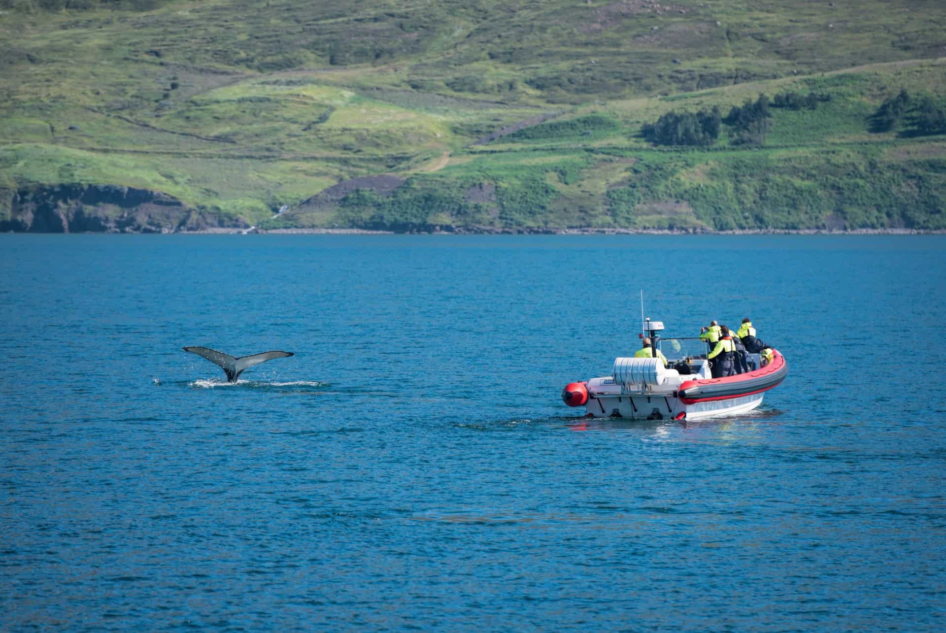 dalvik baleines