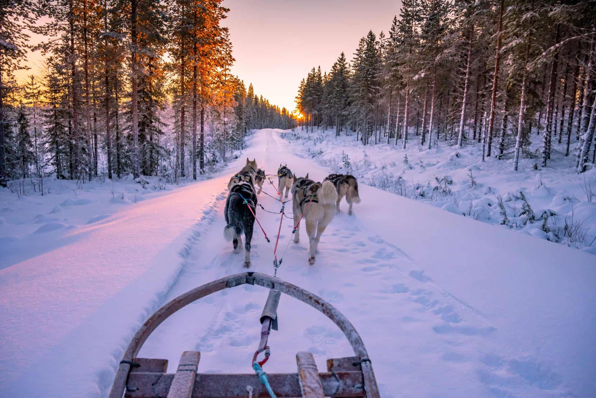 excursion chien de traineau finlande