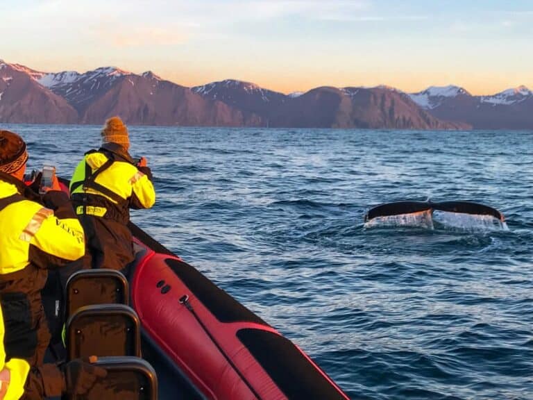 Croisière vers l'île des Macareux et observation des baleines depuis Húsavík