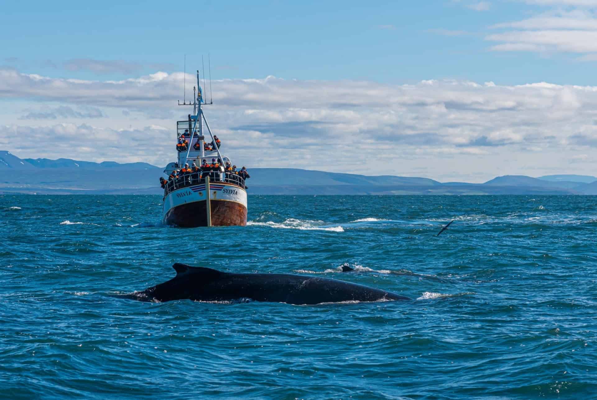 excursion voir baleines islande