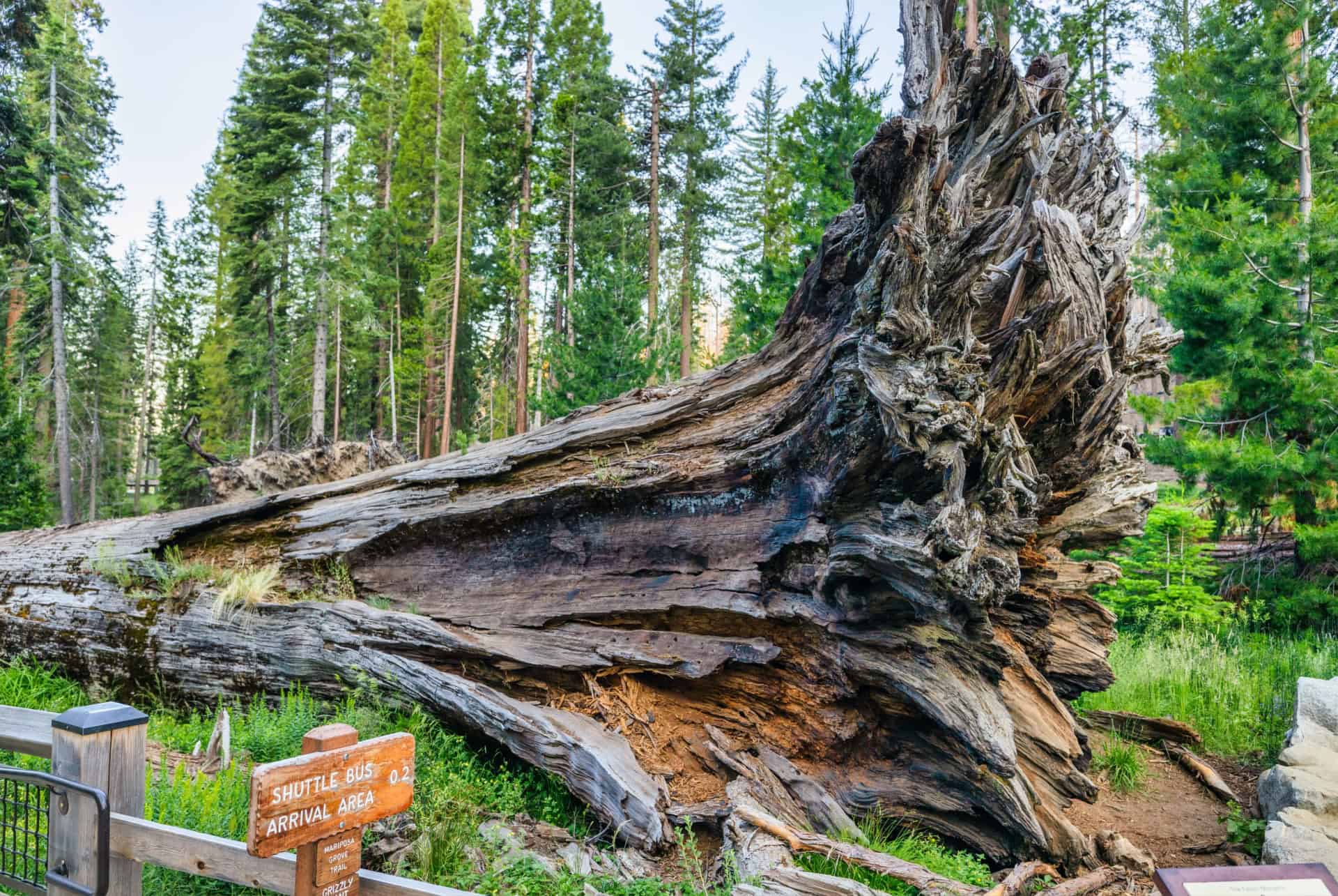 fallen monarch tree