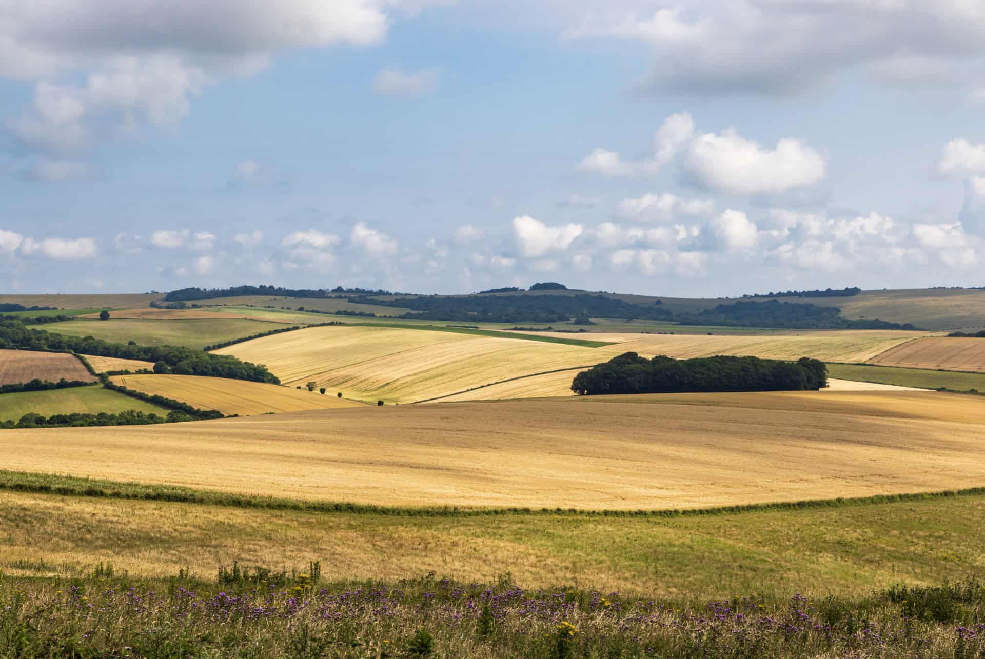 falmer parc naturel visiter brighton