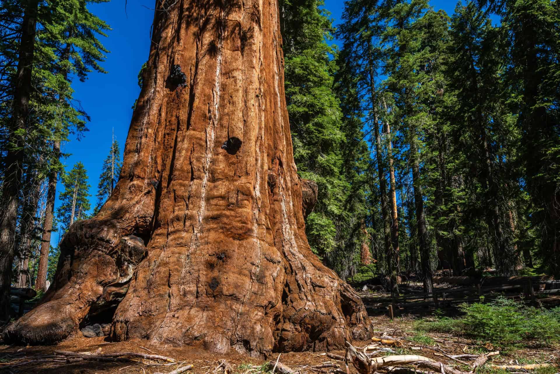 general grant tree visiter sequoia park