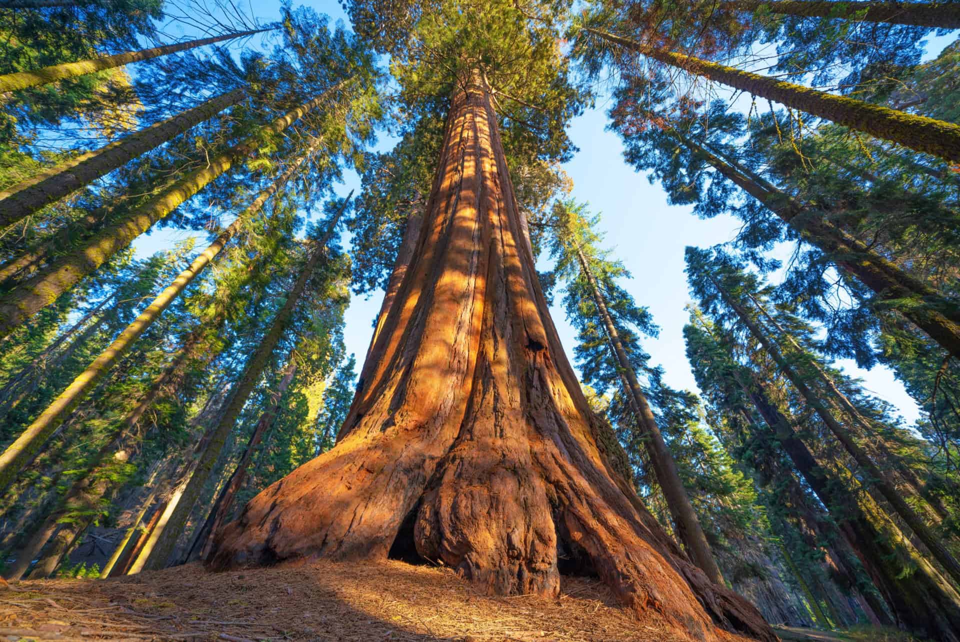 general sherman tree