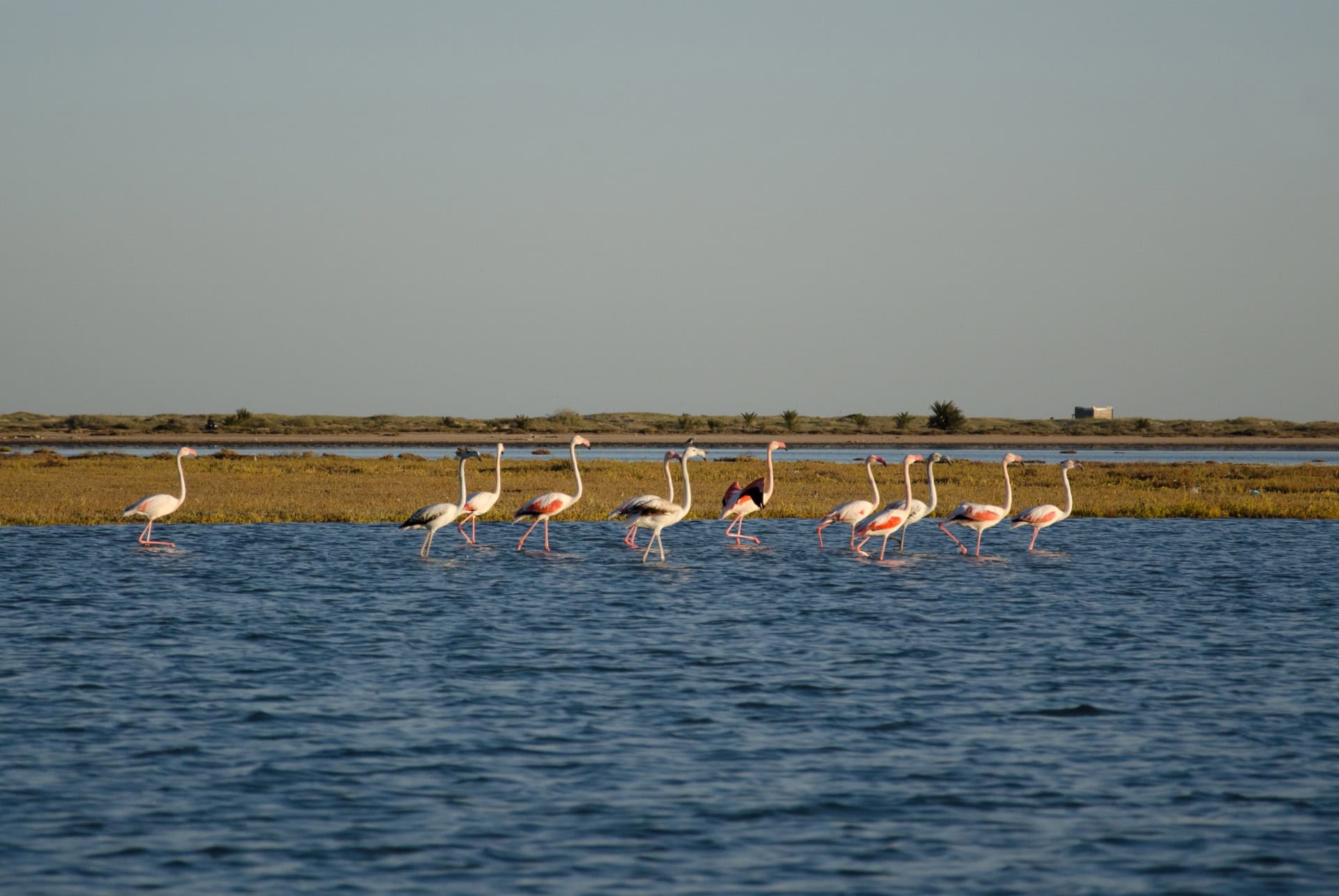 ile aux flamants roses djerba