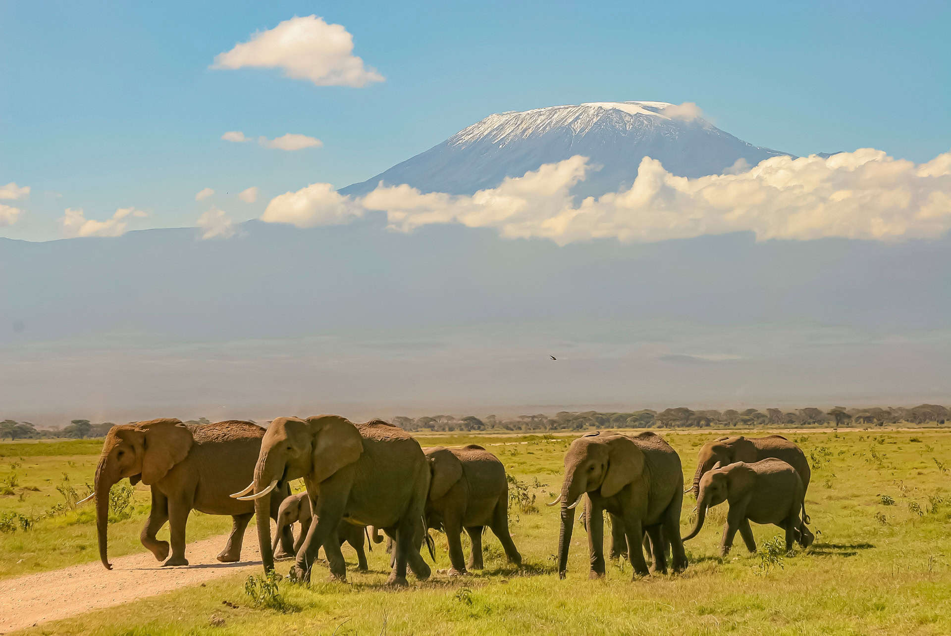 kilimandjaro avec elephants