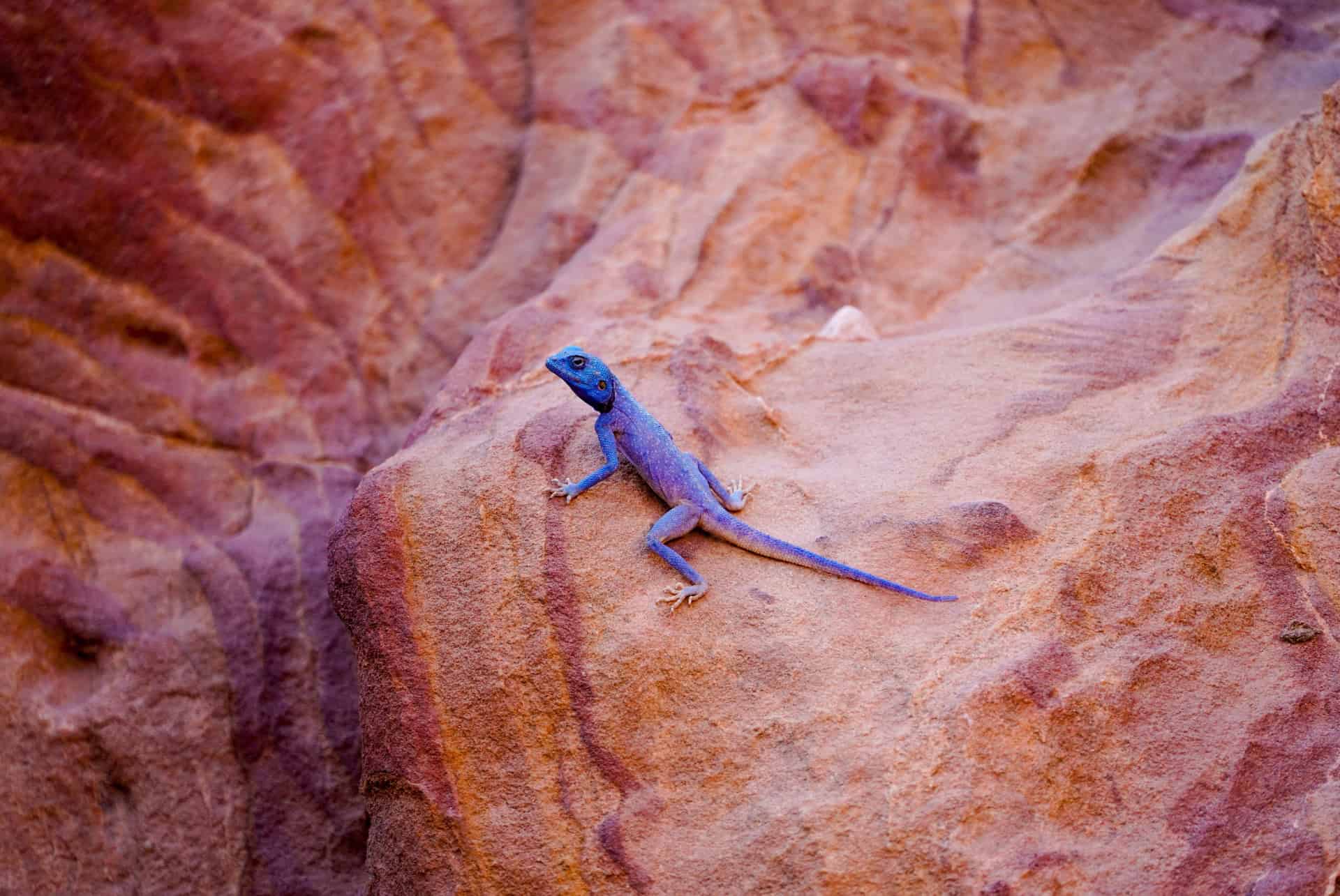 lezard bleu jordanie