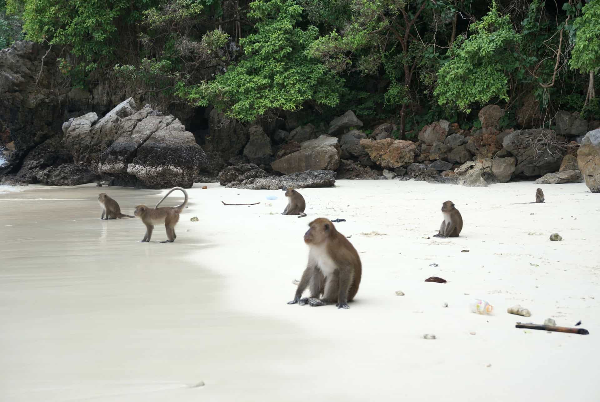 monkey beach