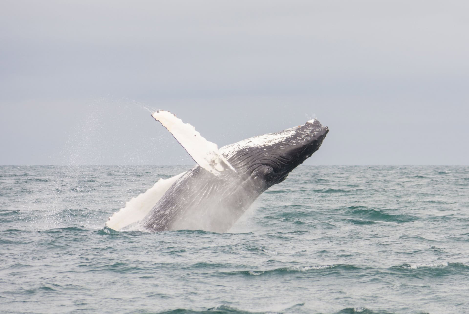 observation baleines a bosse