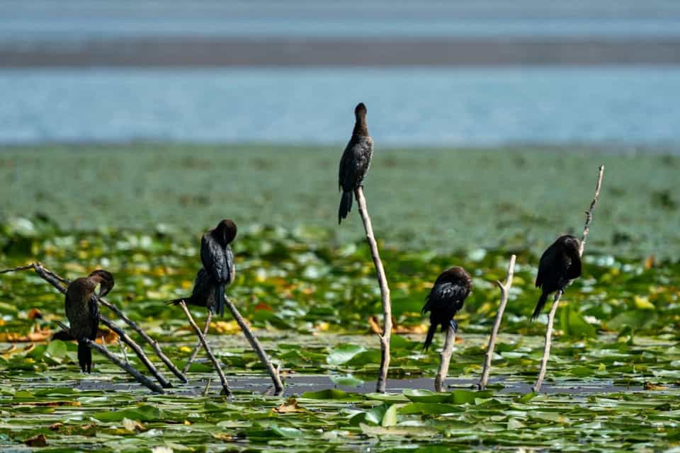 observation oiseaux lac skadar