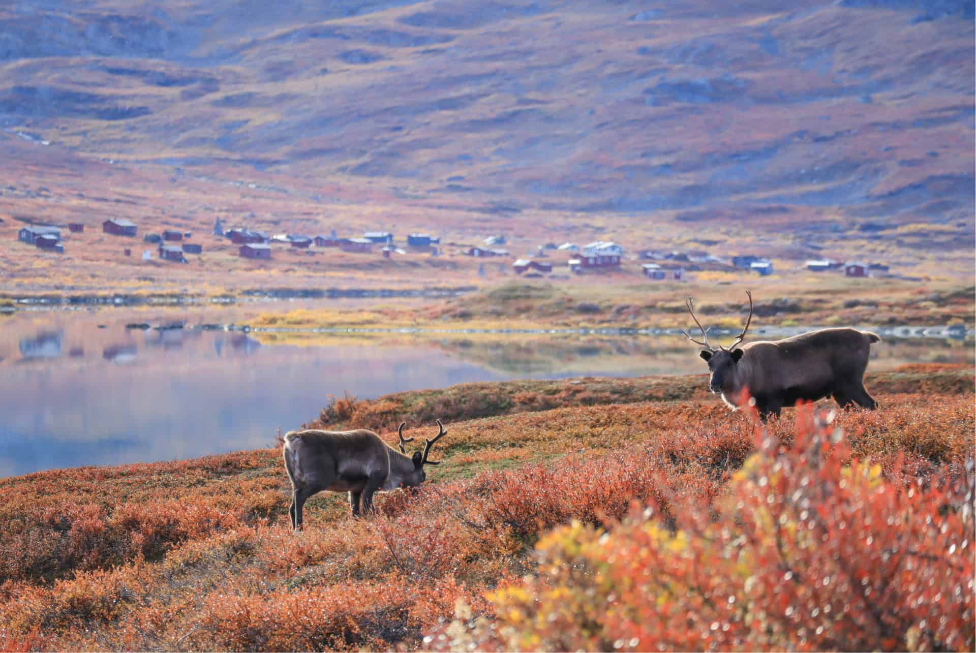 parc national abisko que faire en suede