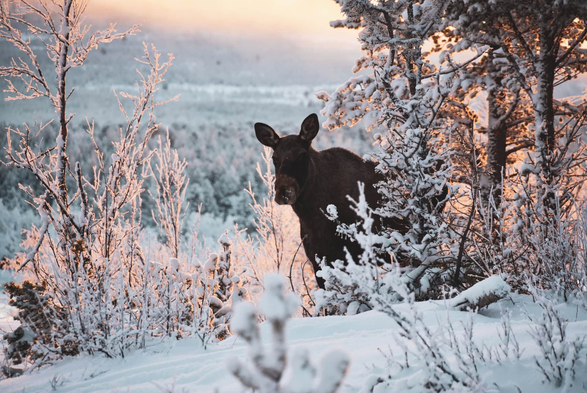 paysage hivernal ou voir aurores boreales laponie