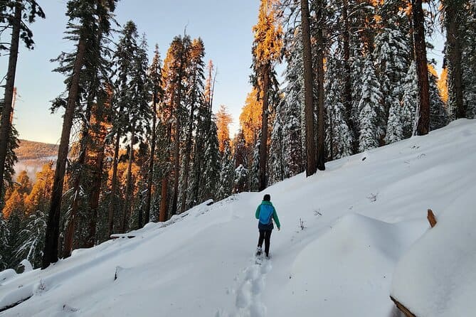 Randonnée privée en raquette dans le parc national de Sequoia