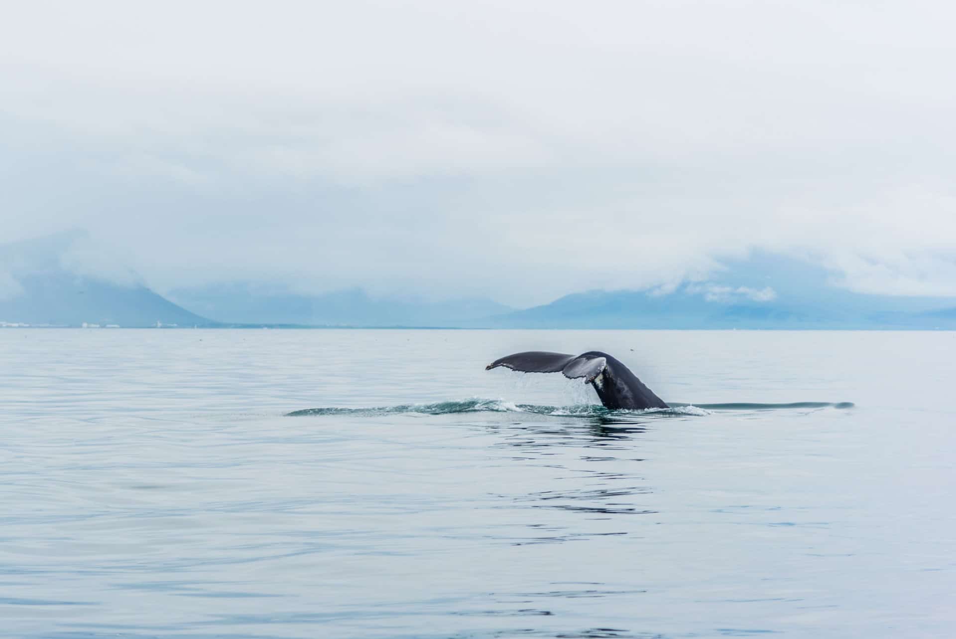 reykjavik excursion baleines